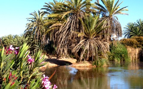 Oasis de Tighmert